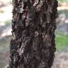 acacia_melanoxylon_001_t.jpg
