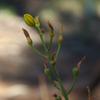 bulbine_bulbosa_001