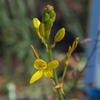 bulbine_bulbosa_003