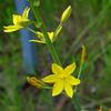 bulbine-lily_001_t.jpg