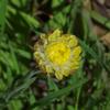 helichrysum_scorpioides_002