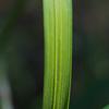 carex_a_005