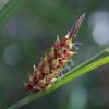 carex_a_001_t.jpg