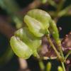 bursaria_spinosa_001