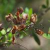 bursaria_spinosa_002