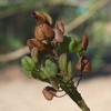 bursaria_spinosa_003