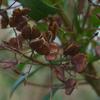 christmas_bush_002