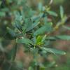 christmas_bush_004