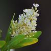 bursaria_spinosa_006_t.jpg
