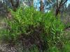clasping_goodenia_005