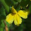 clasping_goodenia_007