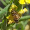goodenia_amplexans_005