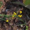 chrysocephalum_semipapposum_003
