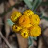 chrysocephalum_apiculatum_004