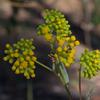 chrysocephalum_apiculatum_010
