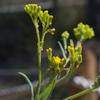 chrysocephalum_apiculatum_012