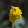 chrysocephalum_apiculatum_014