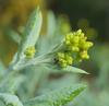 plant_258