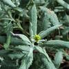 plant_263