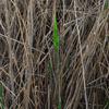 common_reed_004