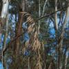 common_reed_002_t.jpg