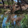 phragmites_australis_002