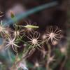 cotton_fireweed_001