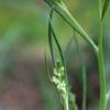cotton_fireweed_004