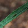 cotton_fireweed_005