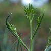 cotton_fireweed_006