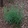 cotton_fireweed_002_t.jpg