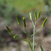 senecio_quadridentatus_001