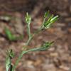 senecio_quadridentatus_002