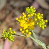 senecio_quadridentatus_004