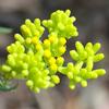 senecio_quadridentatus_005