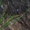 drooping_sheoak_002