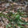 dwarf_hakea_001