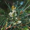 dwarf_hakea_003_t.jpg