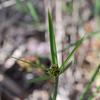 cyperus_vaginatus_004