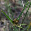 cyperus_vaginatus_006
