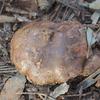 brownpaleunder_001