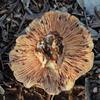 brownpaleunder_002