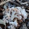 cauli_001