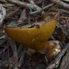 fungi_002