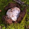 fungi_003