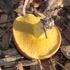 mustardunder_004