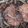 orangebrownabovebelow_002