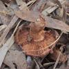 orangebrownabovebelow_003
