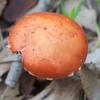orangetoadstool_001