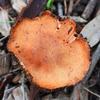 orangetoadstool_002